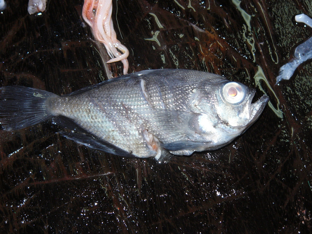 Flathead pomfret (Taractes asper) — Bramidae