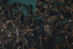 Macrocystis pyrifera