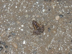 Pseudopaludicola falcipes