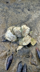 Saccostrea cuccullata