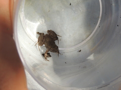 Pseudopaludicola falcipes