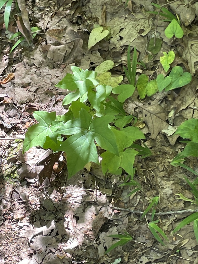 rattlesnake roots from Byron Herbert Reece, Blairsville, GA, US on May ...