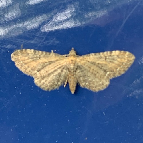 Common Pug, Amsterdam, Oude Haagseweg, photo 6 of 10
