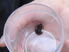 Leptodactylus latinasus
