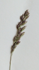 Poa alpina