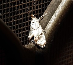 Eudaimonisma batchelorella