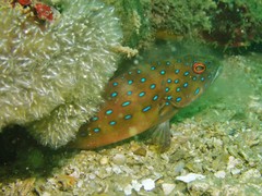 Cephalopholis cyanostigma