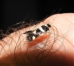 Macrobathra sarcoleuca