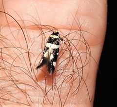 Macrobathra sarcoleuca