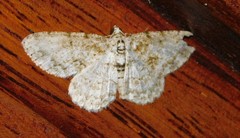 Ectropis spoliataria