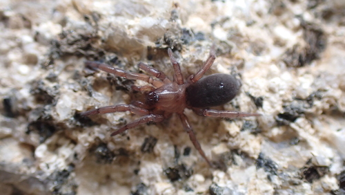 Haplodrassus umbratilis