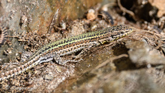 Bocage's Wall Lizard photo 3