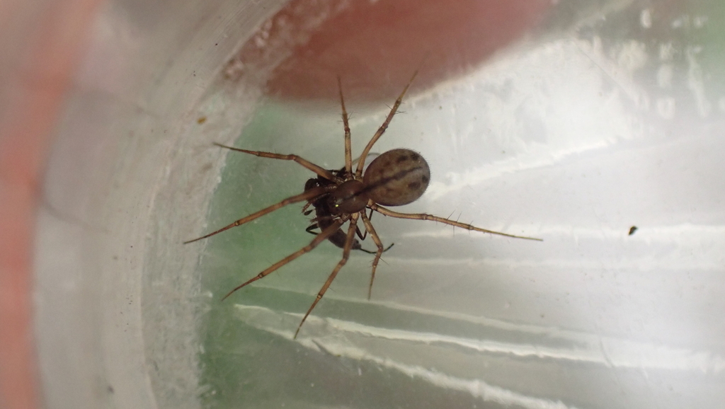 Bolyphantes luteolus