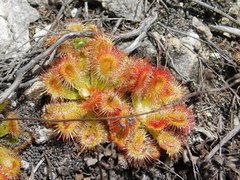 Drosera esterhuyseniae