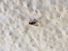 Leucophenga maculosa