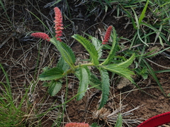 Acalypha peduncularis