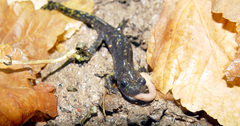 Persia Mountain Salamander photo 5