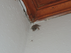 Scinax nasicus