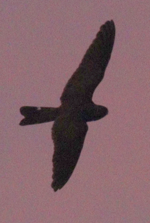 Band-tailed Nighthawk (Nyctiprogne leucopyga), photo 2