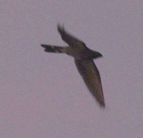 Band-tailed Nighthawk