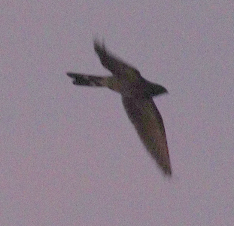 Band-tailed Nighthawk (Nyctiprogne leucopyga), photo 1
