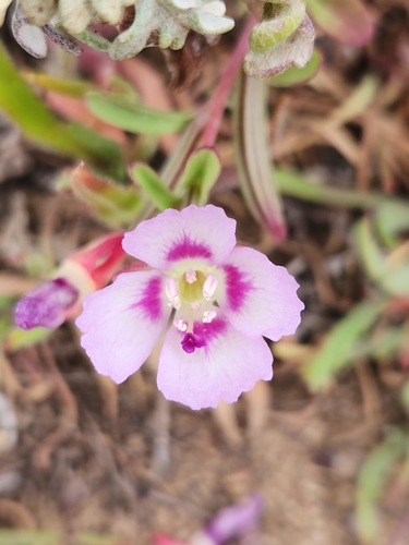 Prostrate clarkia (Clarkia prostrata)