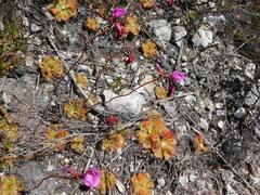 Drosera esterhuyseniae