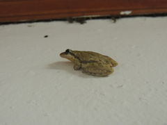 Scinax nasicus