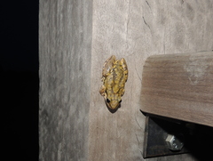 Scinax nasicus