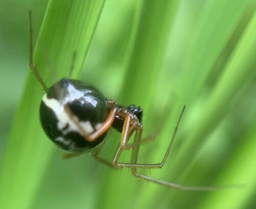 Garden Hammock Spider, Amsterdam Nieuw-West, Amsterdam, Nederland, photo 5 of 10