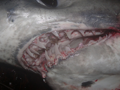 Foto de Tiburón Mako Aleta Larga (Isurus paucus)