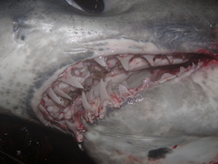Isurus paucus