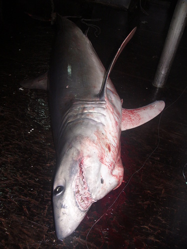 Foto de Tiburón Mako Aleta Larga (Isurus paucus)