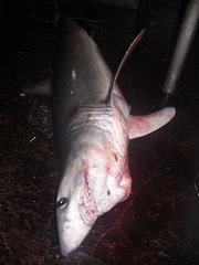 Isurus paucus
