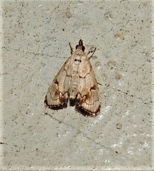 Eudaimonisma batchelorella