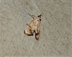 Eudaimonisma batchelorella