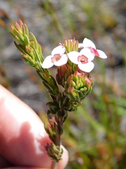 Erica fastigiata