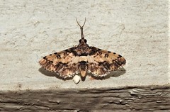 Nacoleia amphicedalis