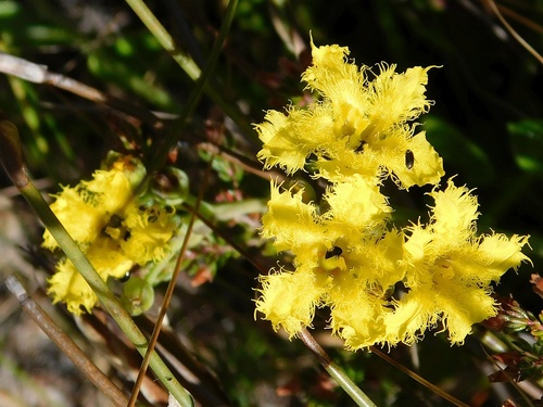Small Cape bogbean (Villarsia manningiana)
