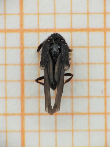 Ripidius quadriceps