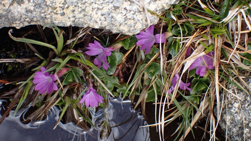 Image of Primula integrifolia by (c) Julien Tchilinguirian, some rights reserved (CC BY)