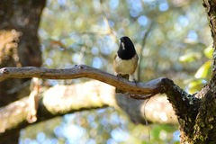 Pipilo maculatus × ocai