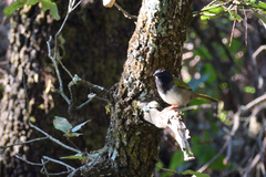 Pipilo maculatus × ocai