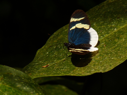 Heliconius eleuchia
