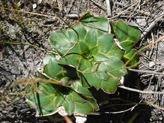 Hermas ciliata