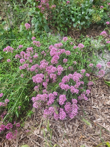 Valeriana rubra: Herkunft und Verwendung — Foto 1
