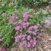 Valeriana rubra: Herkunft und Verwendung — foto 1