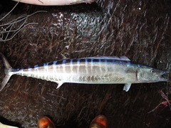 Acanthocybium solandri