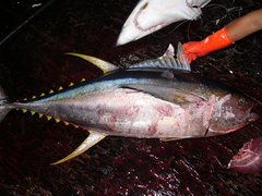 Thunnus albacares