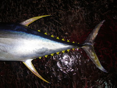 Thunnus albacares